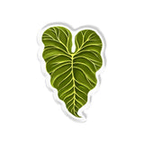 Alocasia Popup Stand Acrylic