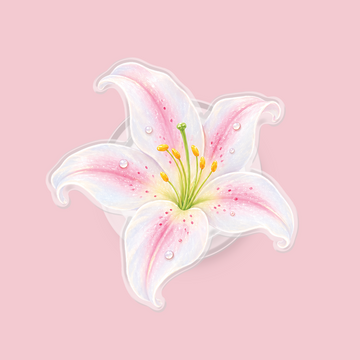 Aura Lily Magnetic Pop Up Stand - Clear