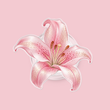 Shimmer Lily