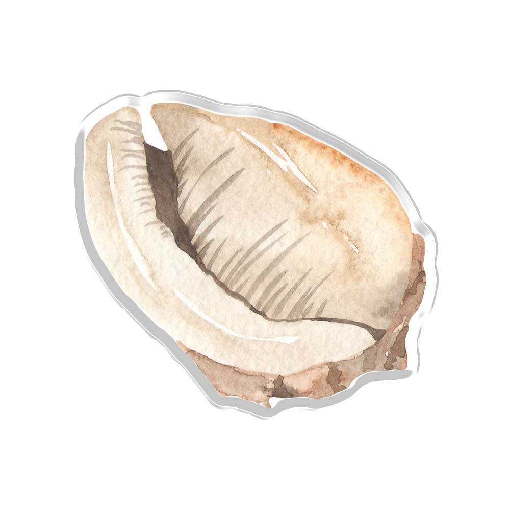 Conch Under The Sea